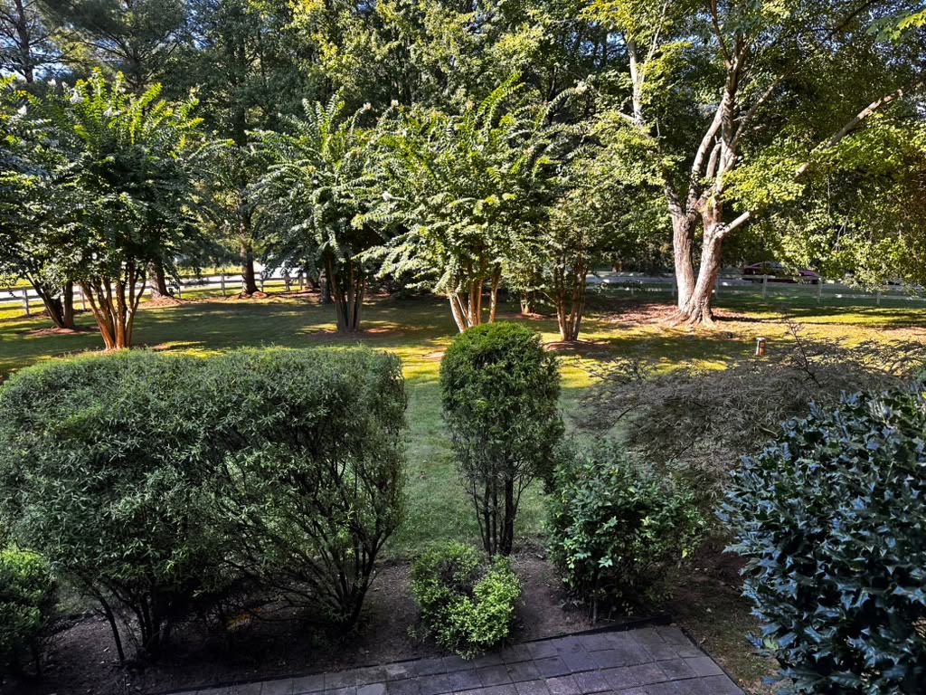 Garden view over shrubs toward the shaded lawn